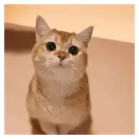 Cheek Squish Cat WhatsApp sticker