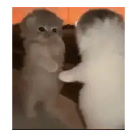 Dancing Kitten Duo WhatsApp sticker