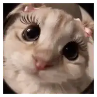 Diva Lash Cat WhatsApp sticker