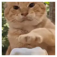 Sassy Paw Cat WhatsApp sticker