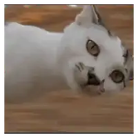 Zoomies Cat WhatsApp sticker